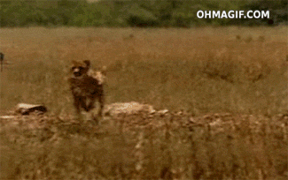 149318479463790.gif