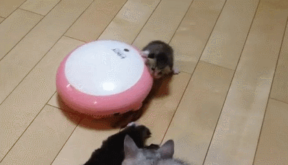 149525642648365.gif