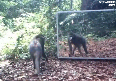 149558970266610.gif