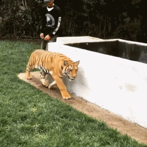 149559225548598.gif
