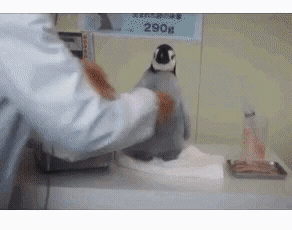 149559472959208.gif