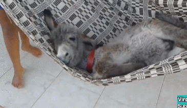 149601347978897.gif