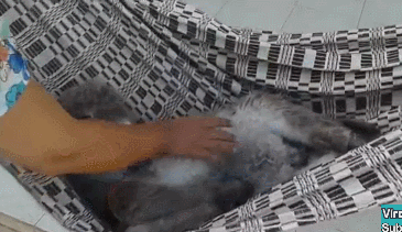149601348013463.gif