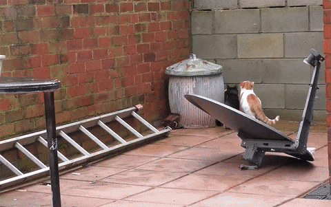 149602203454461.gif