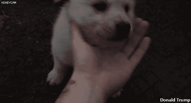 149604239733420.gif