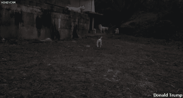 149604239765162.gif