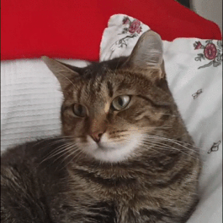 149604258493588.gif