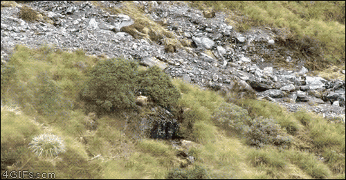 149609984138298.gif