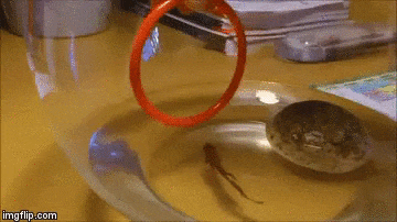 149623944783240.gif