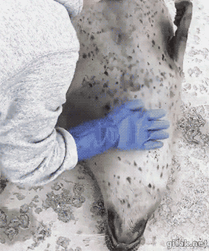149624764554694.gif