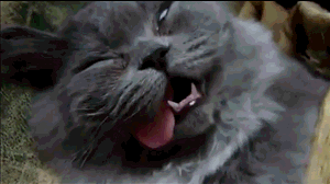 149673389496591.gif