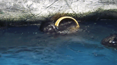 149735889459500.gif