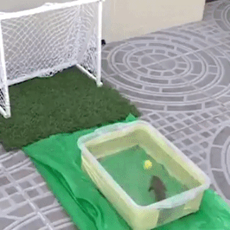 149793075896812.gif