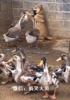149817892550825.gif