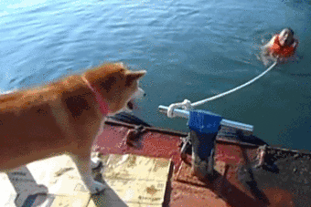 149818094380009.gif