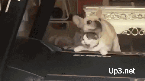 149878742028534.gif