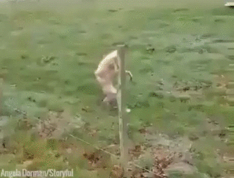 149903664263238.gif