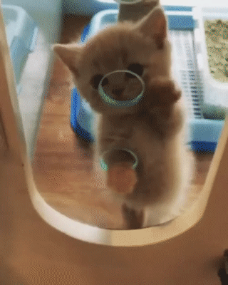 149904058928447.gif