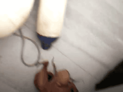 149957323384559.gif