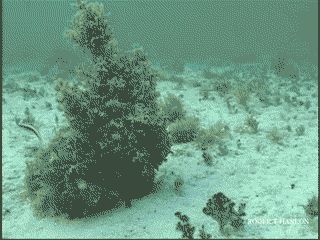 149957330455556.gif