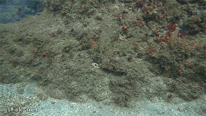 149957330486461.gif