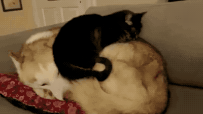149957788533006.gif
