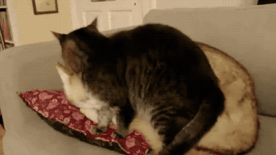 149957788642666.gif