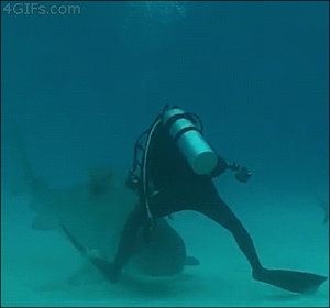 149964761850747.gif