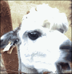 149965057922091.gif