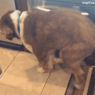 149983147775121.gif