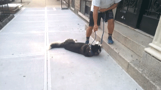 149983162962813.gif