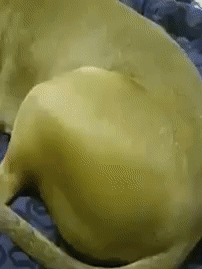 149983324945969.gif