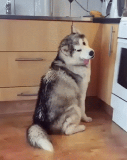 149985691623980.gif