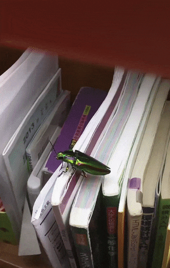 149986660473966.gif