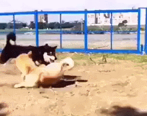 149992491812061.gif