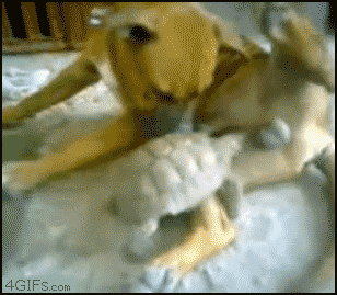 149994639392618.gif