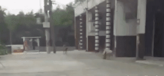 149995943675262.gif