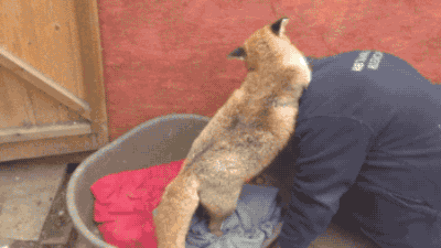 150000074349476.gif