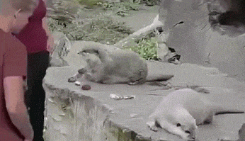 150121686092934.gif