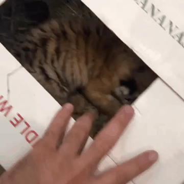 150139109943707.gif