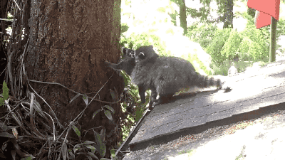 150199178958079.gif