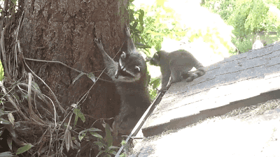 150199179057404.gif