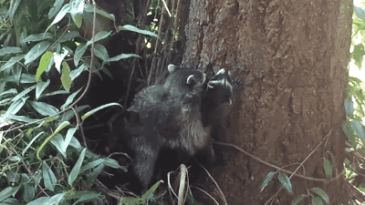 150199179552470.gif