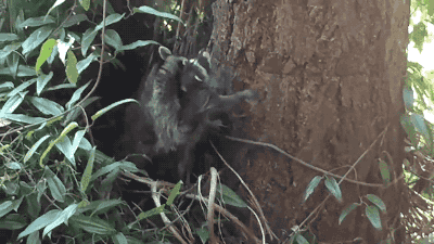 150199179621339.gif