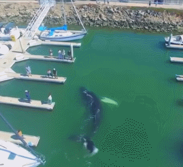 150199642312040.gif