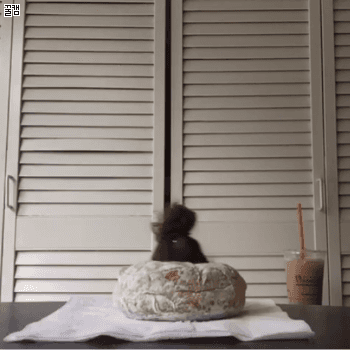 150236774457572.gif