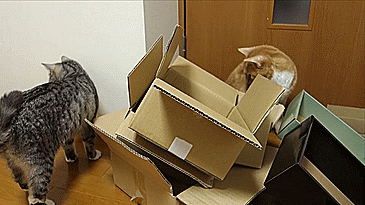 150237157541868.gif