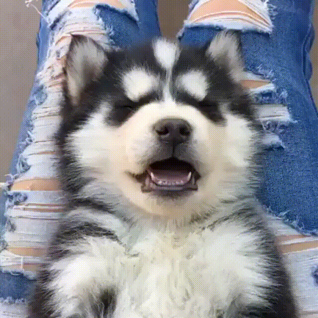 150278020453585.gif