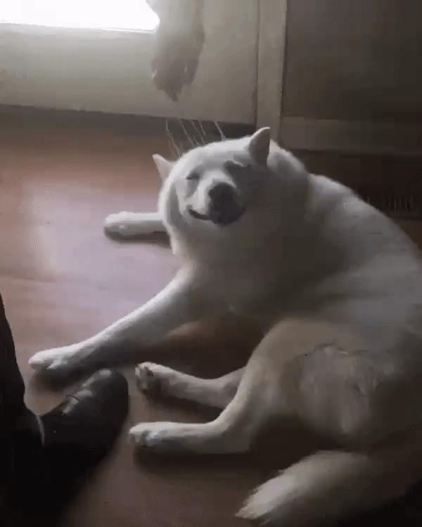 150286937893952.gif