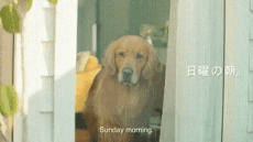 150336165230794.GIF